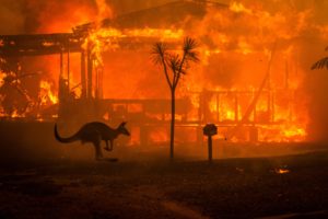 Kengur prolazi pored zapaljene kuće u jezeru Conjola u Novom Južnom Velsu u Australiji u utorak.