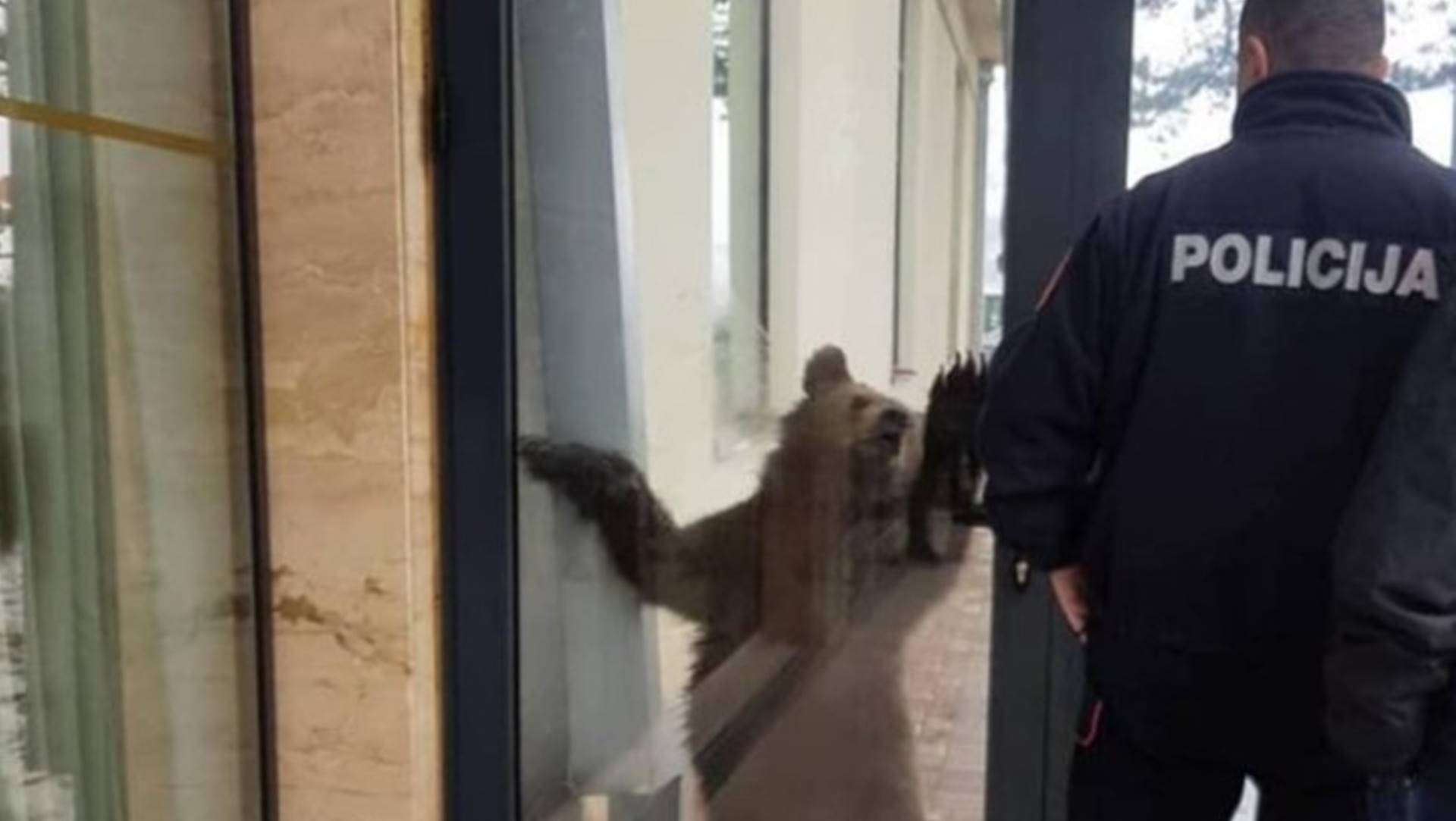 OTO/VIDEO: Medved prošetao kroz Berane