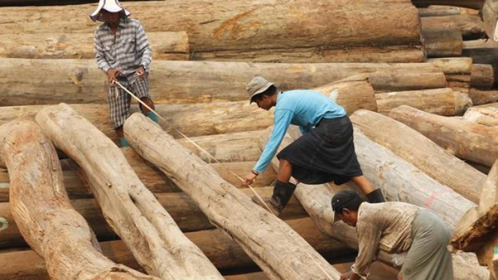 Myanmar’s Dirty Timber getting into EU