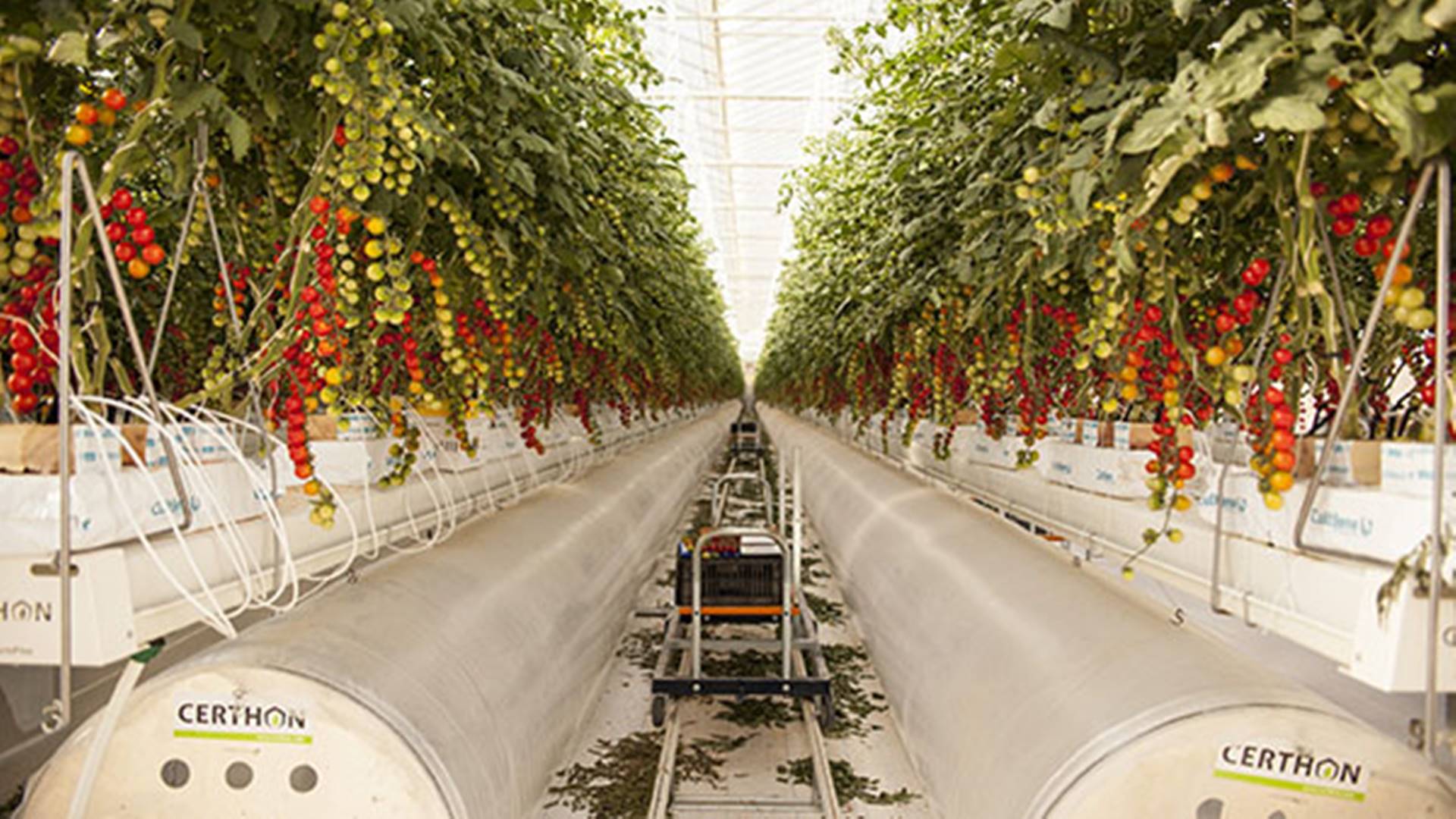 Middle East start-up that grows food within the desert raises $60 million in funding