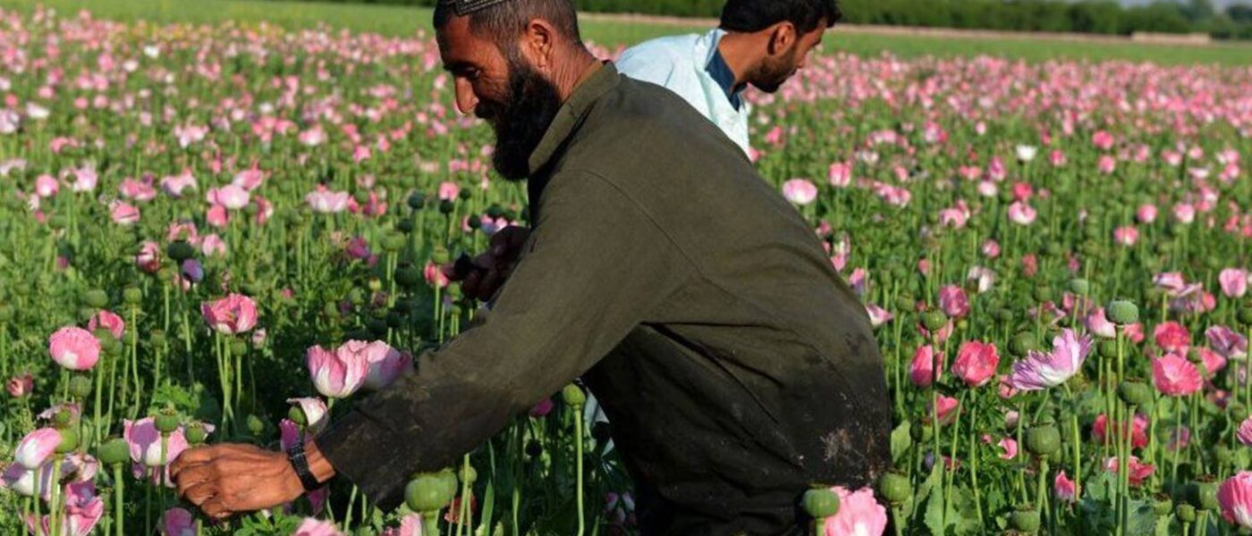 Afghanistan: How much opium is produced and what's the Taliban's record?