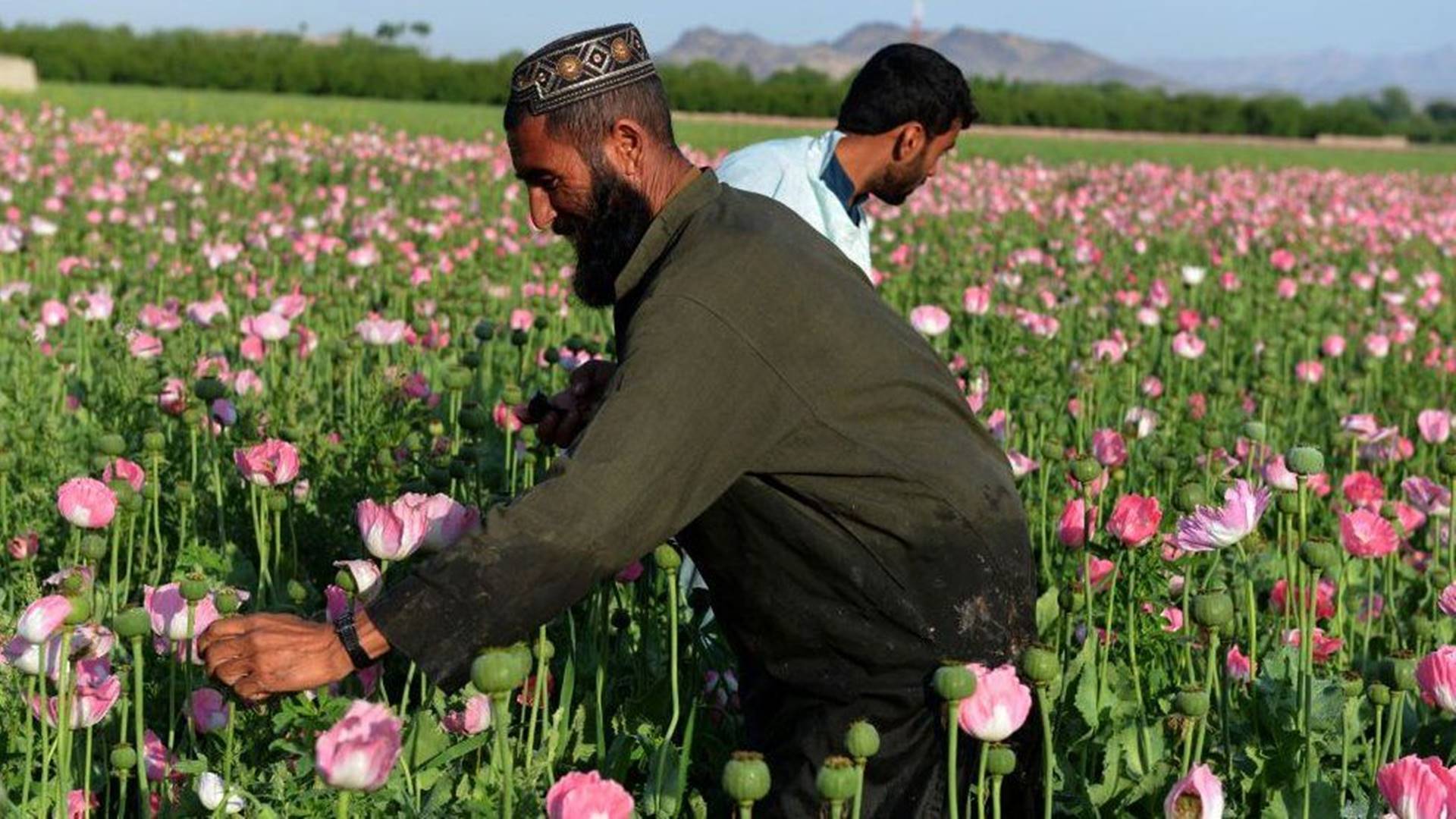 Afghanistan: How much opium is produced and what's the Taliban's record?