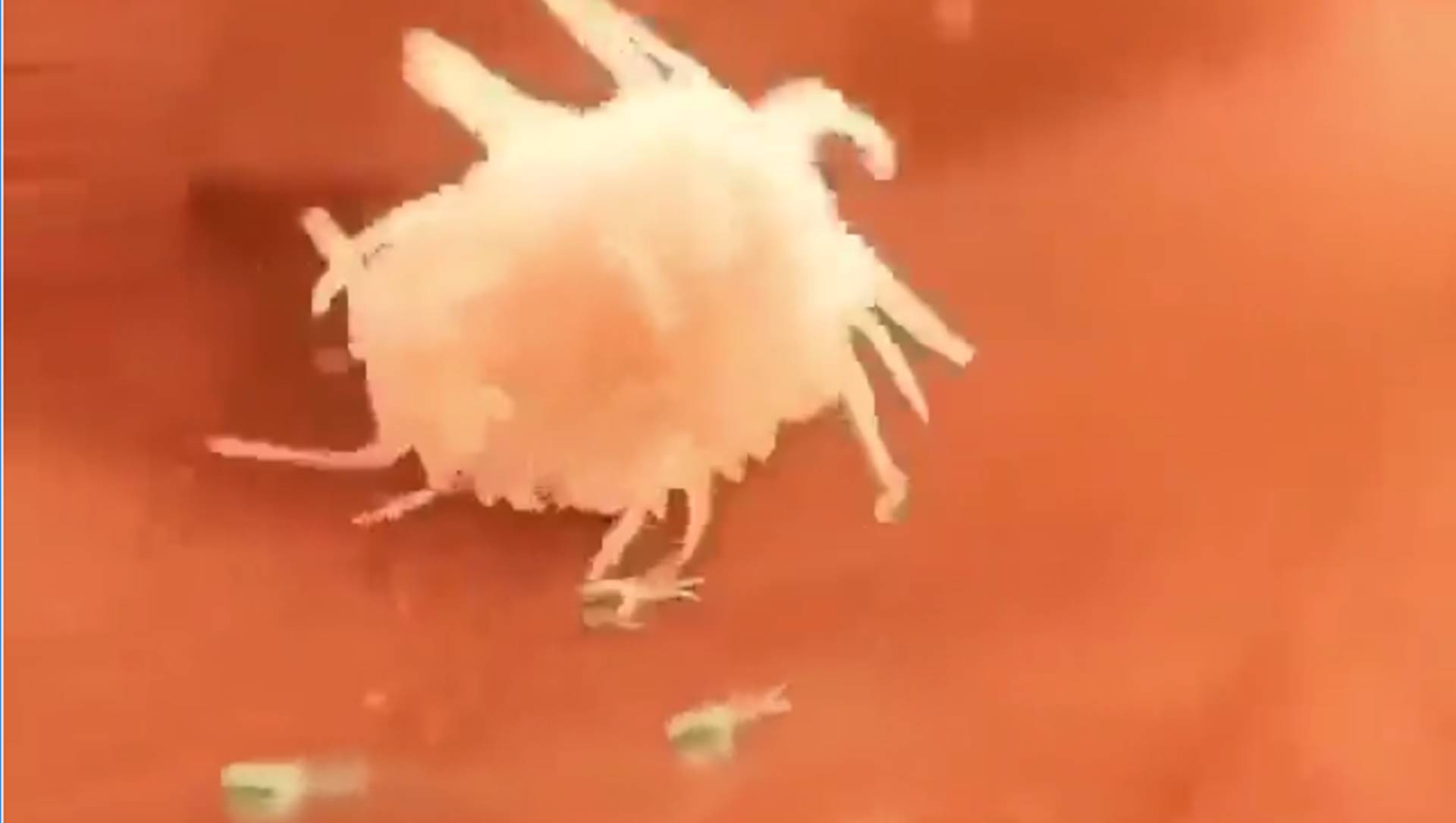 VIDEO: Immune cell chases bacteria and eliminates them