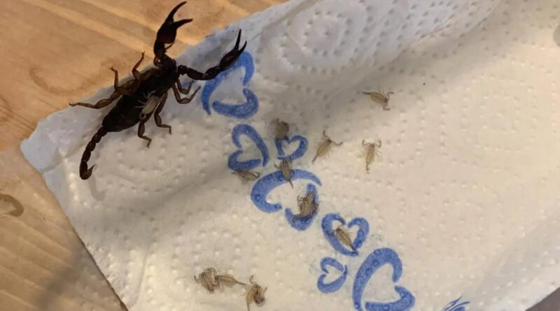 Austrijanka našla18 škorpiona u koferu nakon odmora u Hrvatskoj: 'Vratit ćemo ih doma'