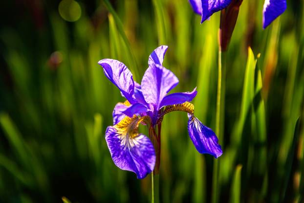 Flower bed with purple irises and blurred bokeh background