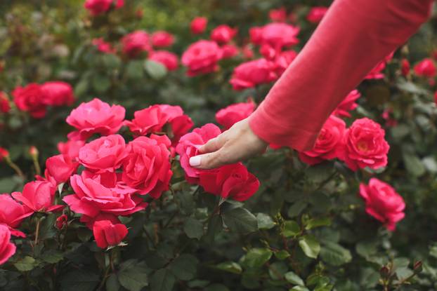 Beautiful girl in the Park. Blooming roses. Fountain.