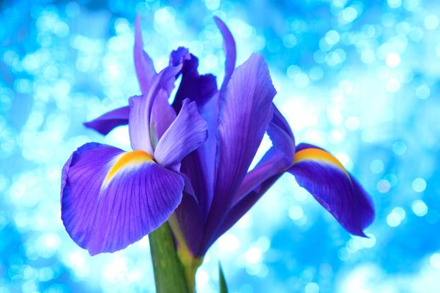 Beautiful blue iris flowers background 