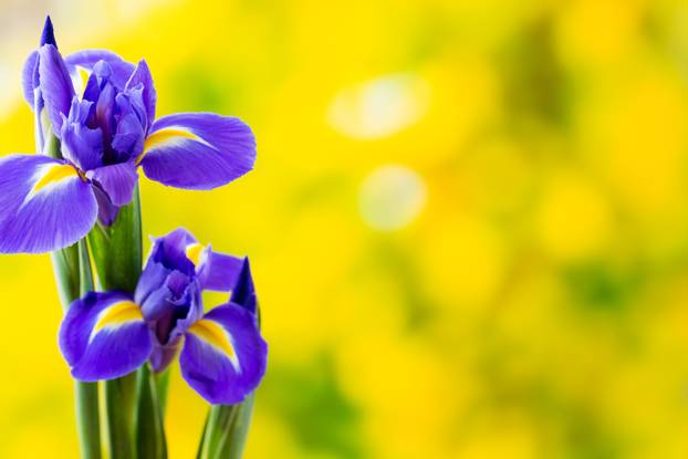 Purple iris flower on the yellow background.