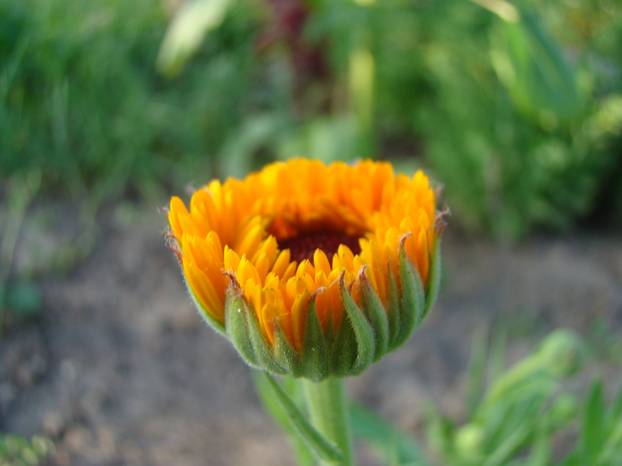 calendula