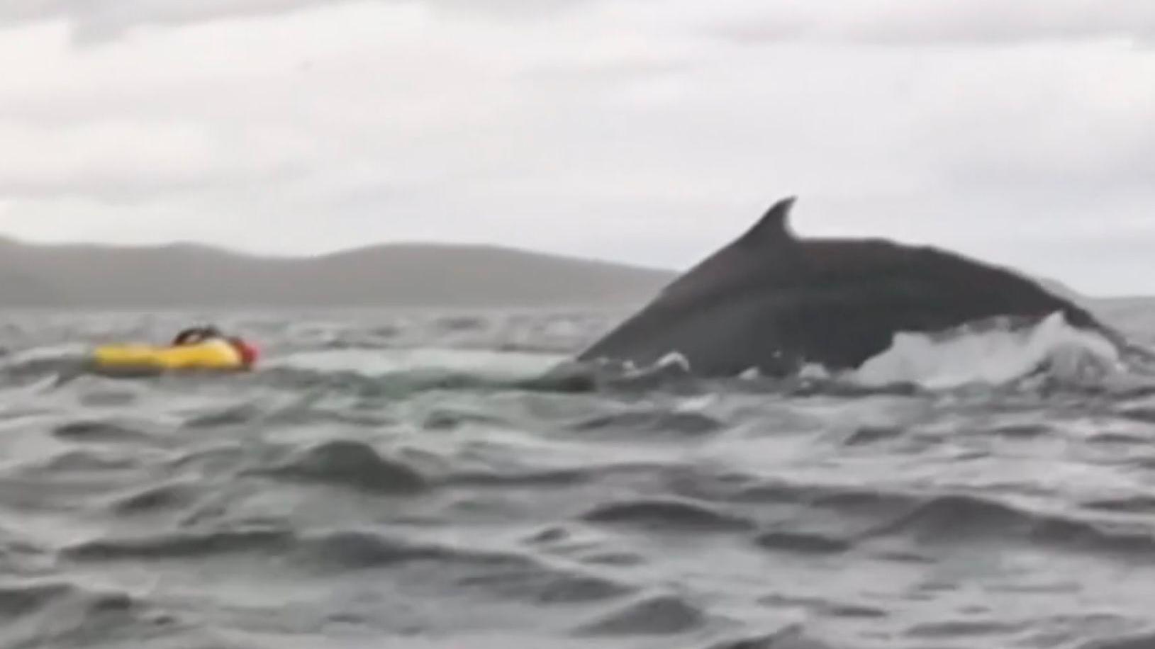 A humpback whale with Adrián's kayak next to it