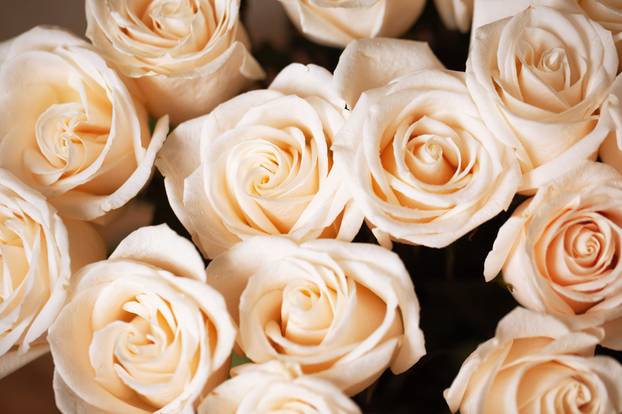 Soft pink beige roses with dew drops. Selective focus. Close-up.